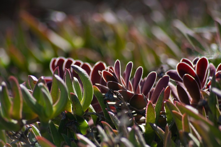 a close up of a plant