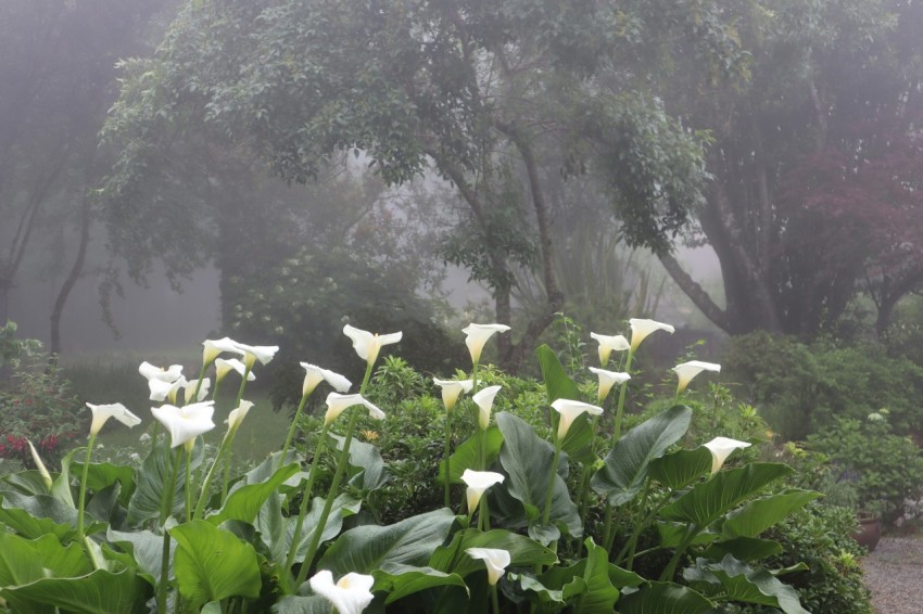 a garden with white flowers and green leaves on a foggy day