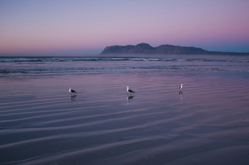 birds on beach during daytime