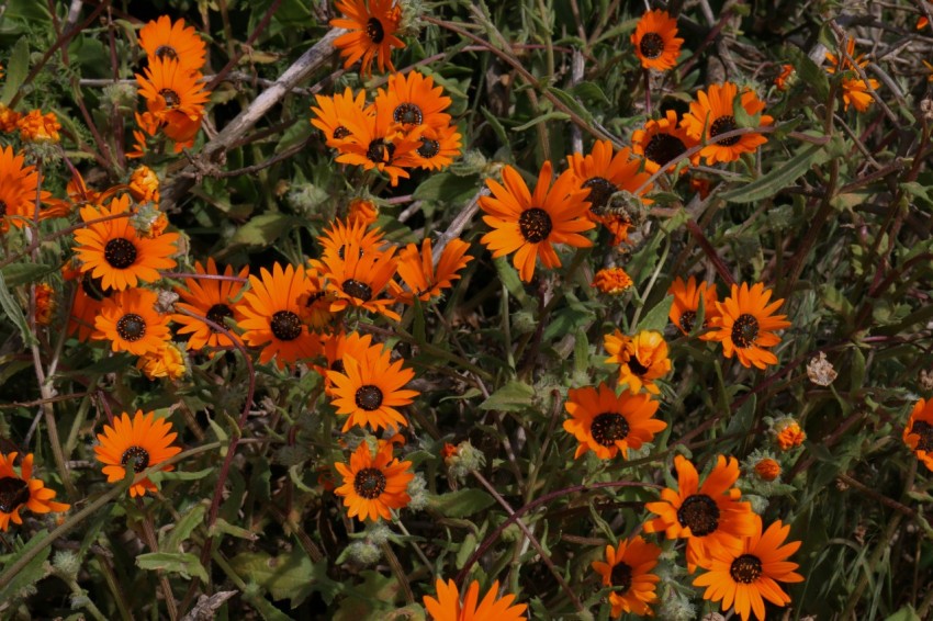 a bunch of orange flowers in a field 8UZ8yKc