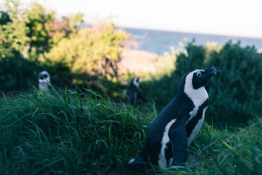 shallow focus photography of penguin HMS