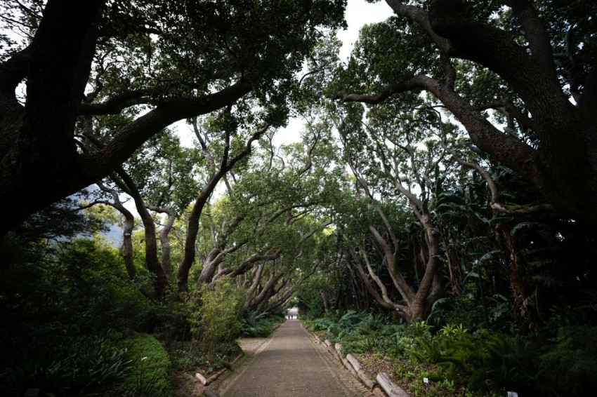 a road with trees on either side _5kfkh8d