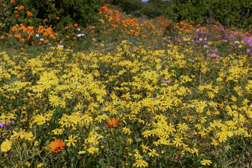 a field full of yellow and purple flowers