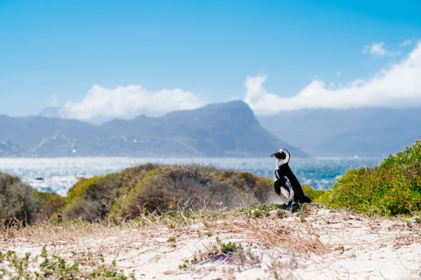 black and white bird across the island