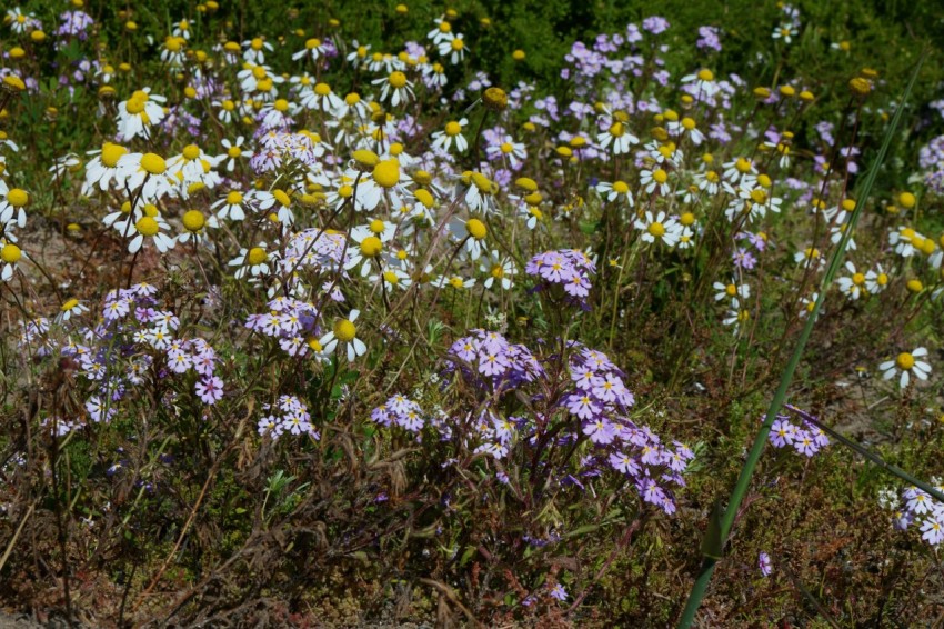 a field full of purple and yellow flowers