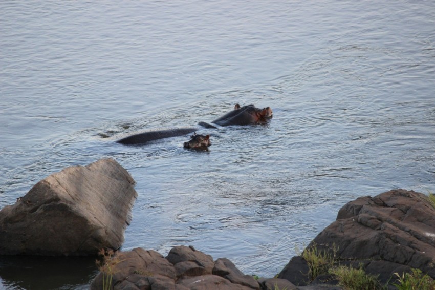 two hippos swimming in a body of water