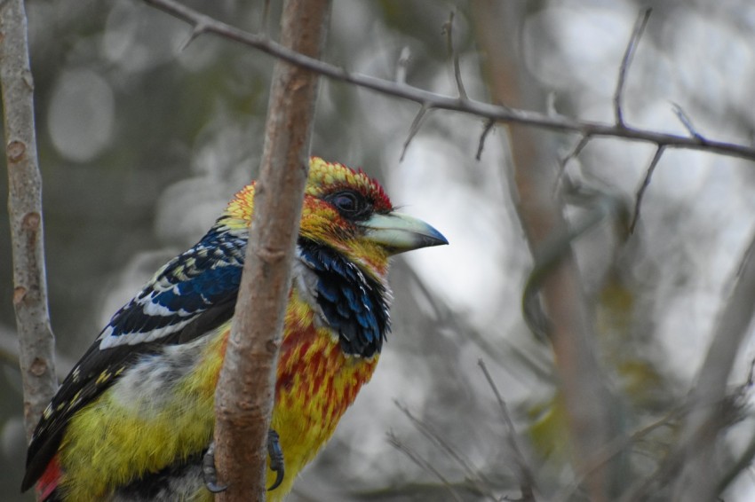 yellow black and blue bird on brown tree branch