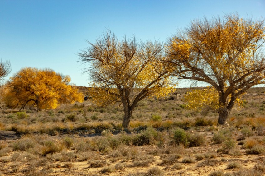 leafless tree on brown field under blue sky during daytime