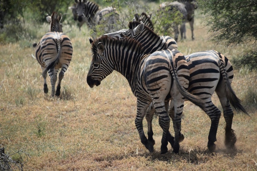 a herd of zebra walking across a grass covered field