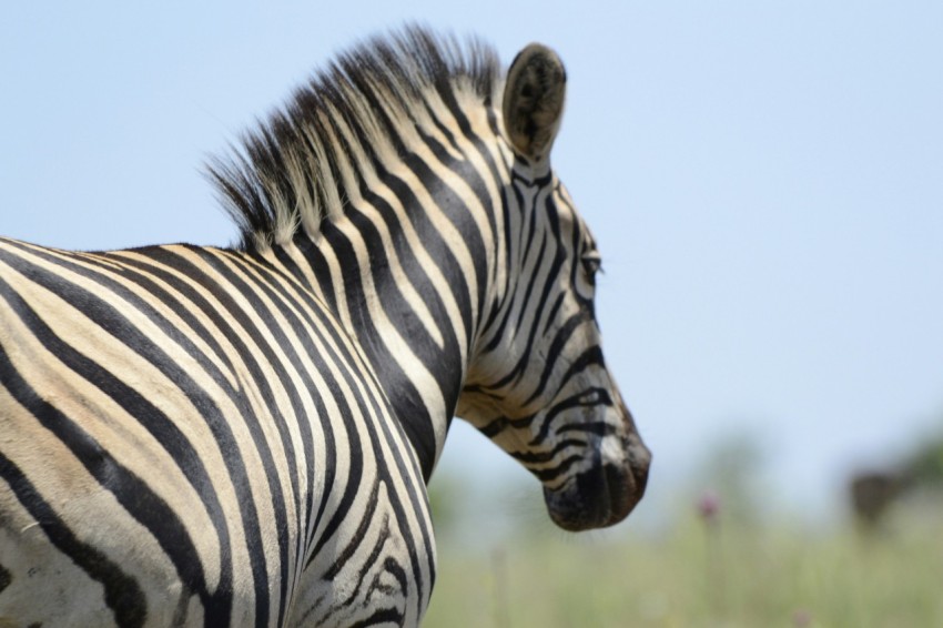 zebra standing on green grass field during daytime zz