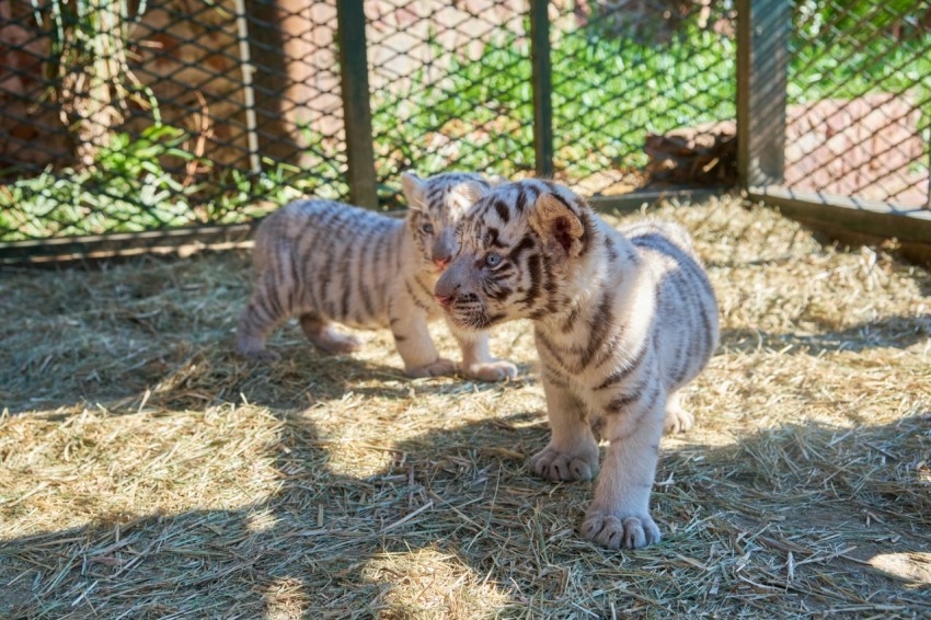 a white tiger cub standing in a fenced in area