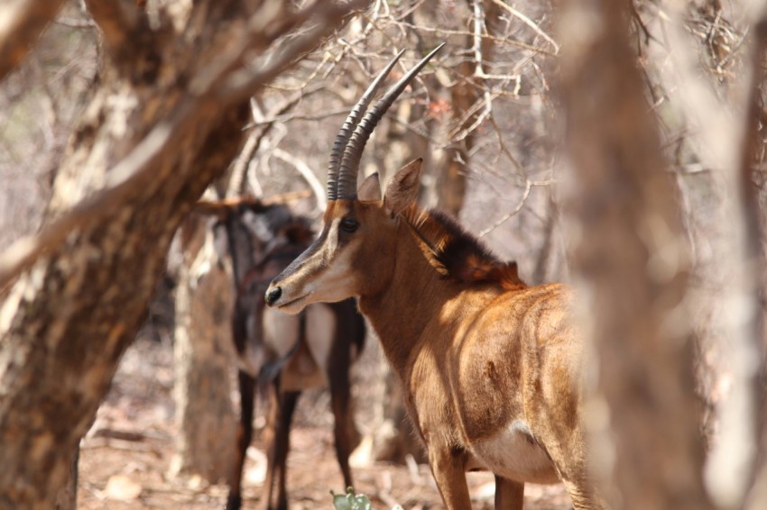 selective focus photography of brown animals beside trees 6Ye5v