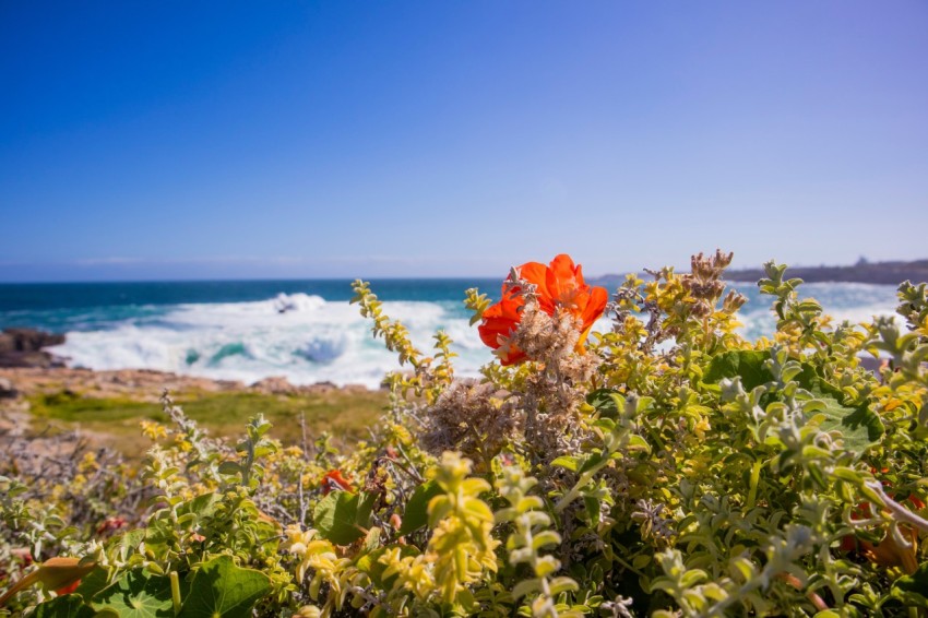 red flowers with green leaves near sea during daytime 0OaOFM8m