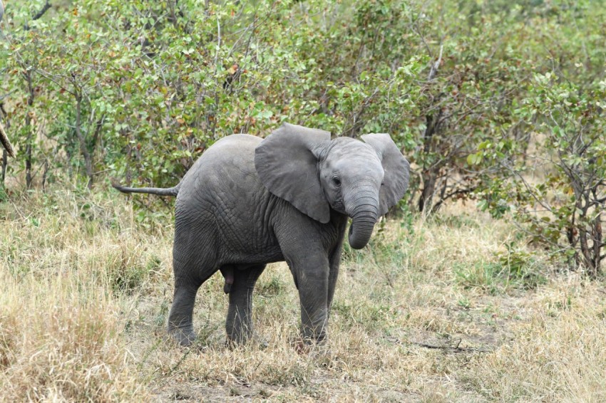 an elephant in a grassland rNAjSQ3S4