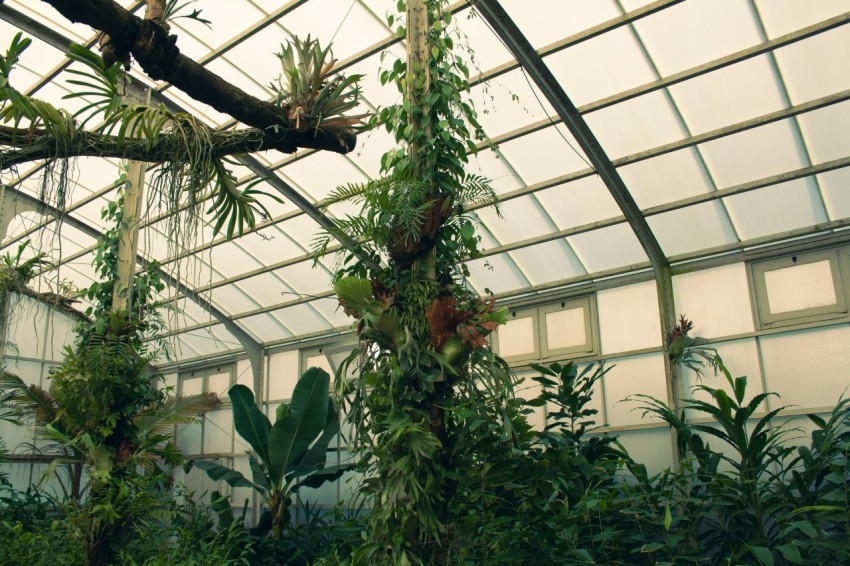 a greenhouse filled with lots of green plants