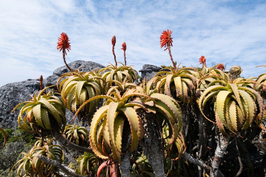 a group of plants with flowers