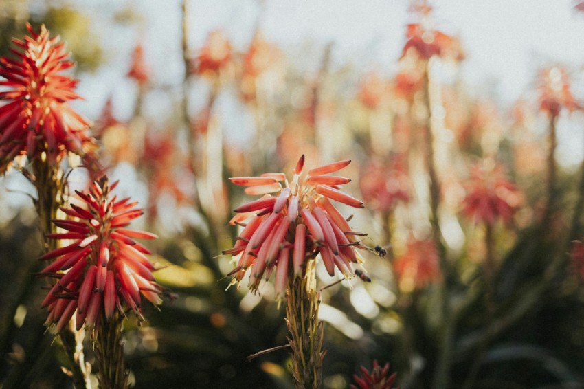 a close up of a bunch of red flowers PkjIsRw