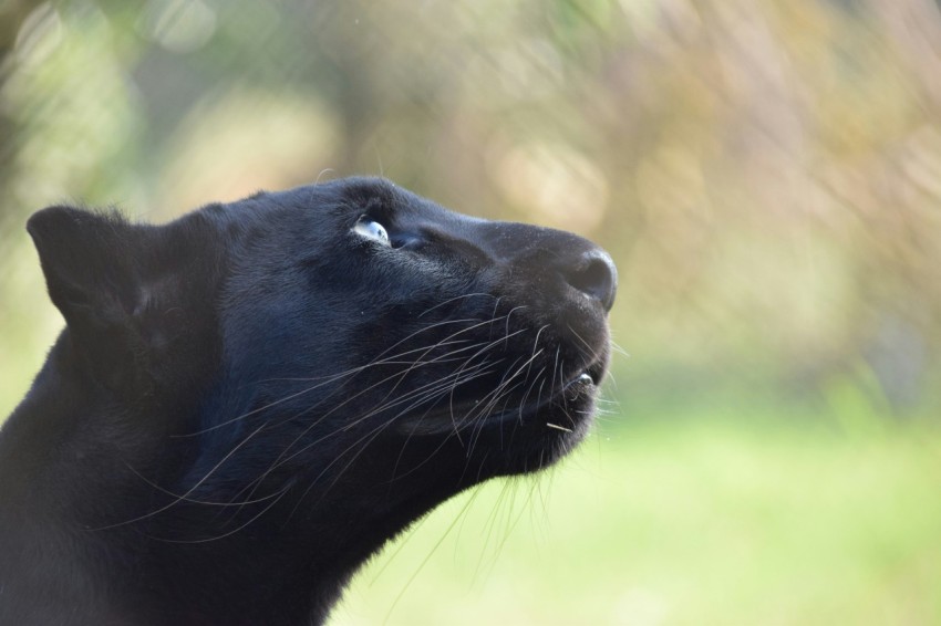 a close up of a black cat looking up