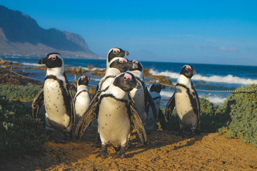 group of penguins