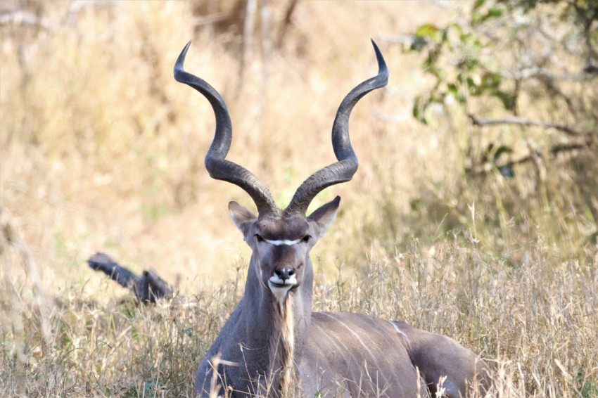 a deer with large antlers in a field