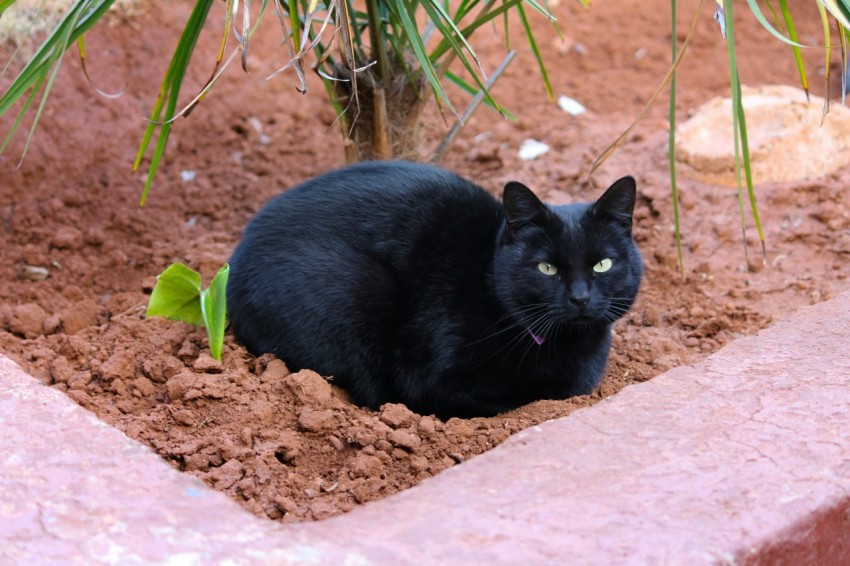 black cat on brown soil