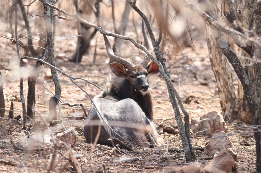 deer lying on grass beside bare trees