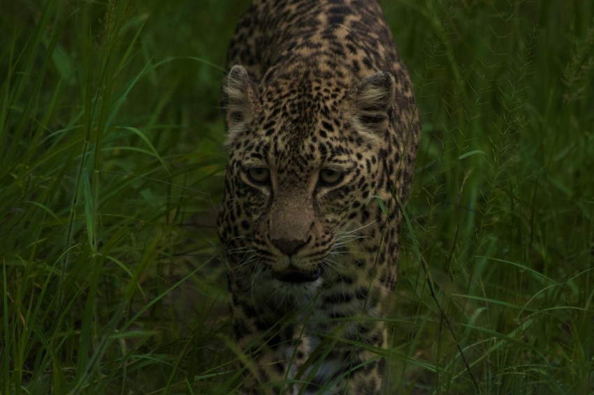 a large leopard walking through a lush green field