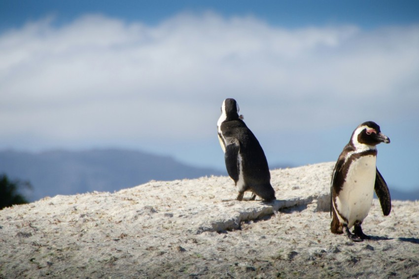 black and white penguins rgFCUL