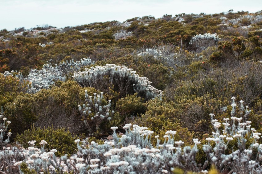 a bunch of plants that are on a hill