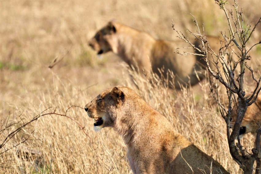 a couple of lions in a grassland Ic9Klg