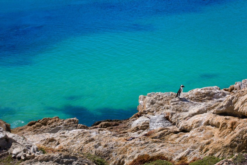 penguin standing on mountain cliff with background of sea