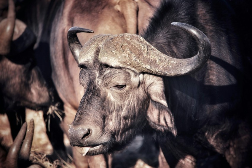 a close up of a bull with very long horns