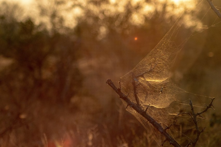 macro photography of spider cobweb