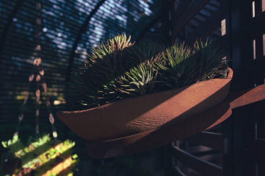 a potted plant sitting on top of a wooden bench