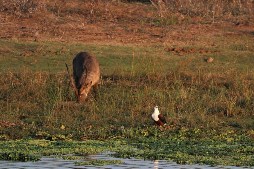 a bird and a cow in a meadow YSl