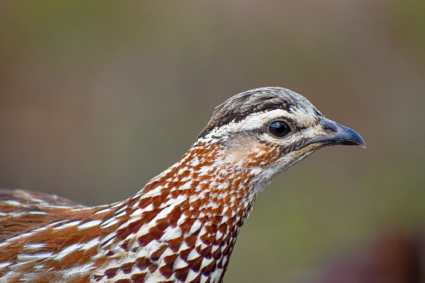 brown and white bird in close up photography