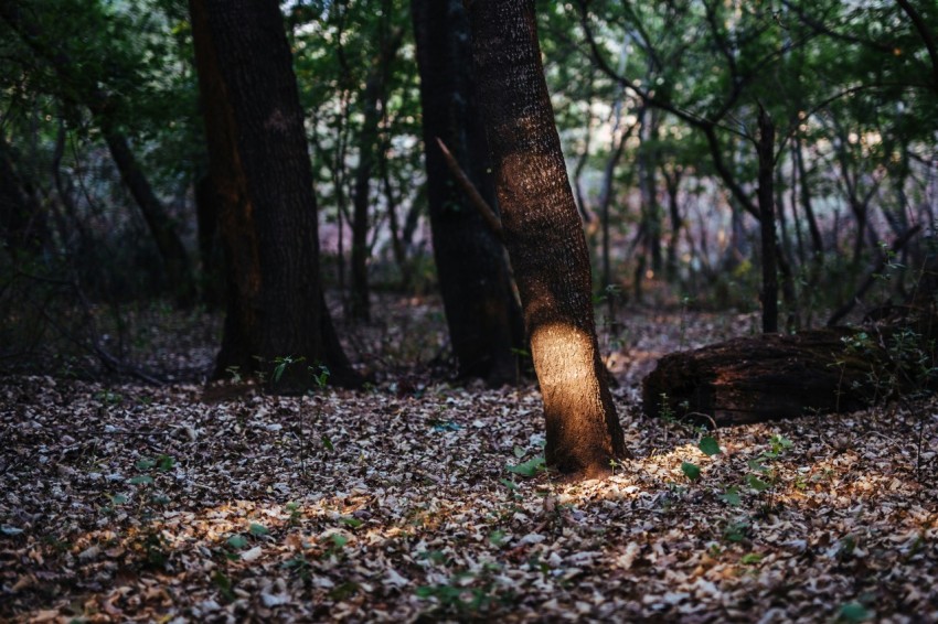 brown tree trunk on brown dried leaves