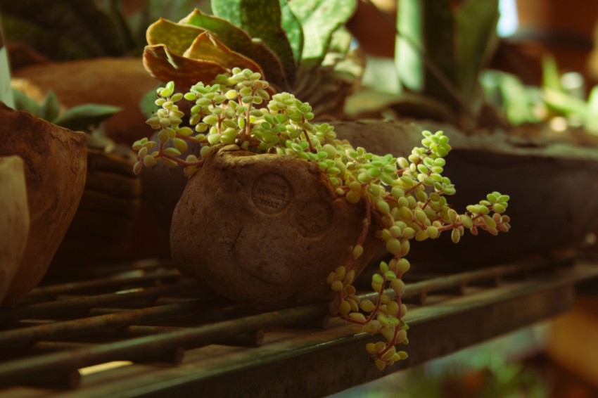 a bunch of plants that are on a shelf