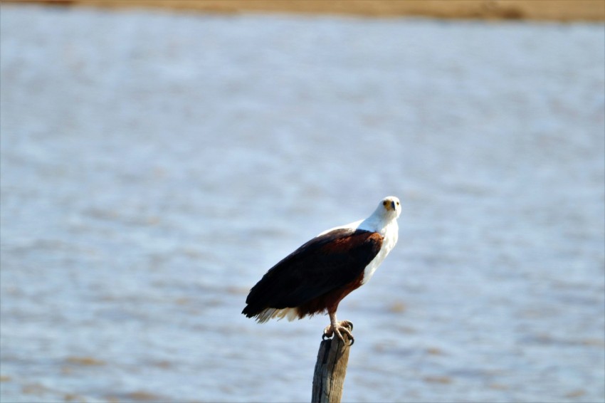 a bird on a post