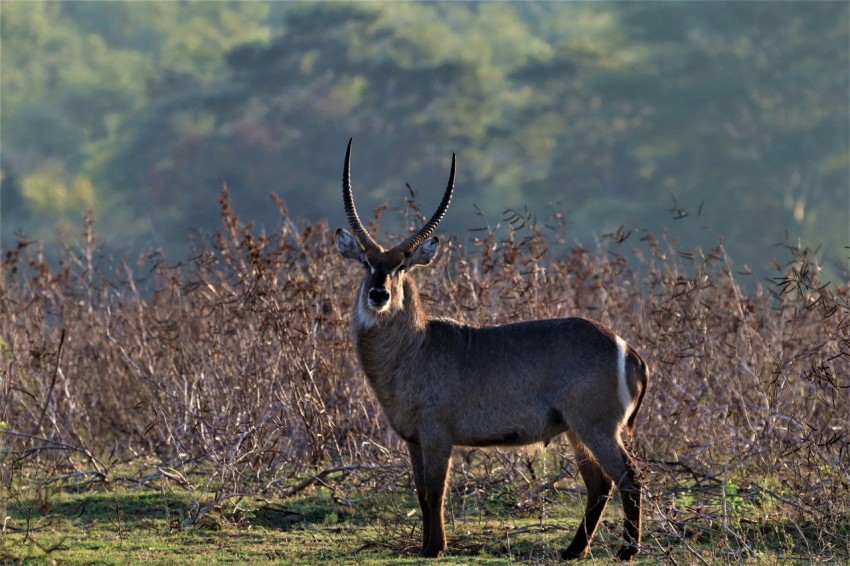 a deer with antlers in a field