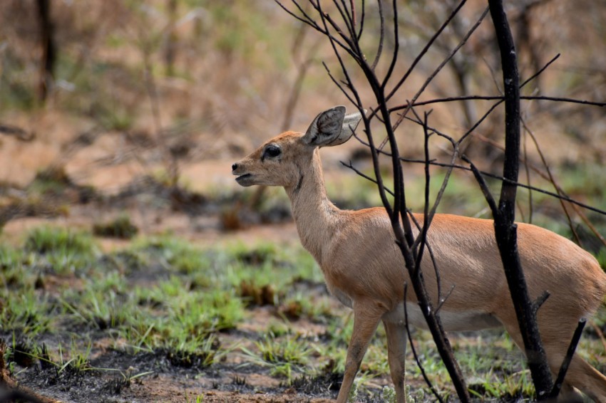 brown deer on green grass during daytime