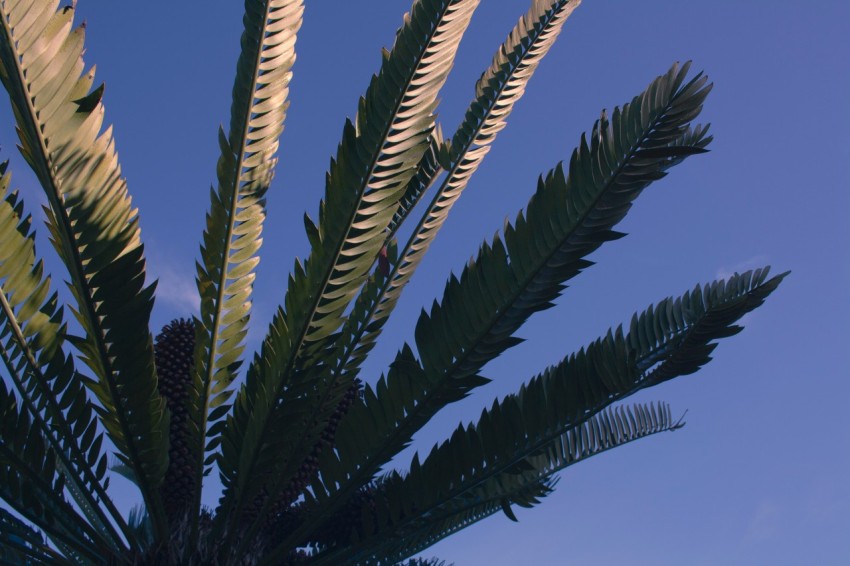 a palm tree with a blue sky in the background