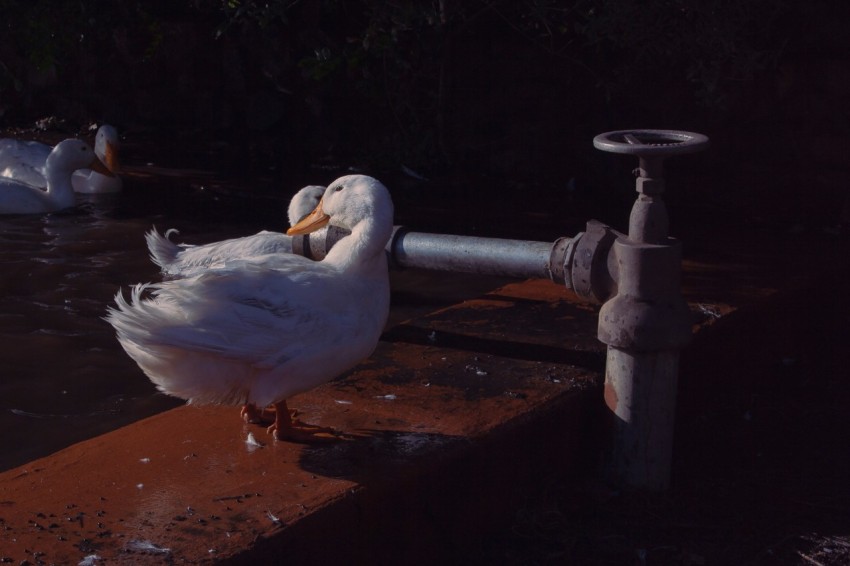 a couple of ducks that are standing in the water