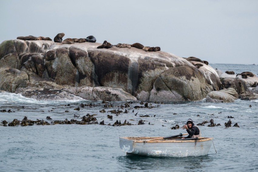 a person in a boat in the water with a group of seals