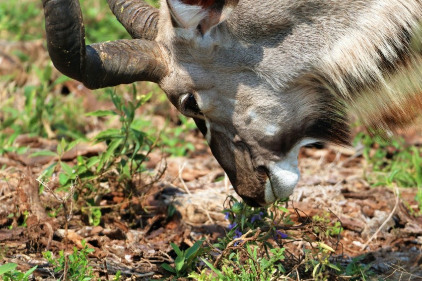 a deer with its head in the ground