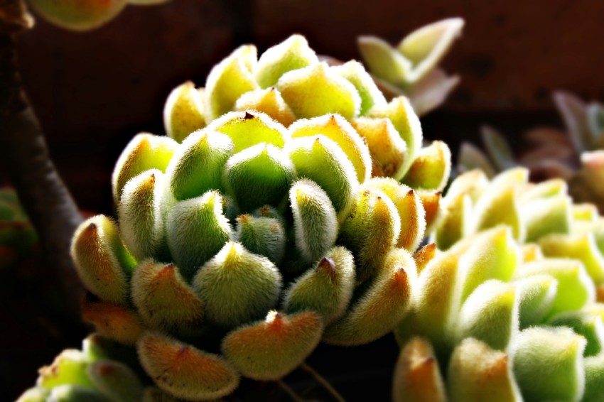 a close up of a cactus