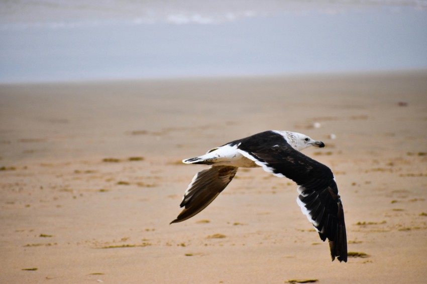 black billed gull flying over brown sand during daytime cZYBDY