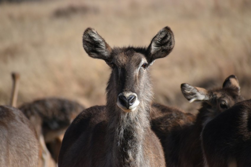 brown deer on brown field during daytime