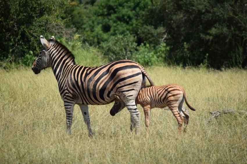 a mother and baby zebra standing in a field BN2B