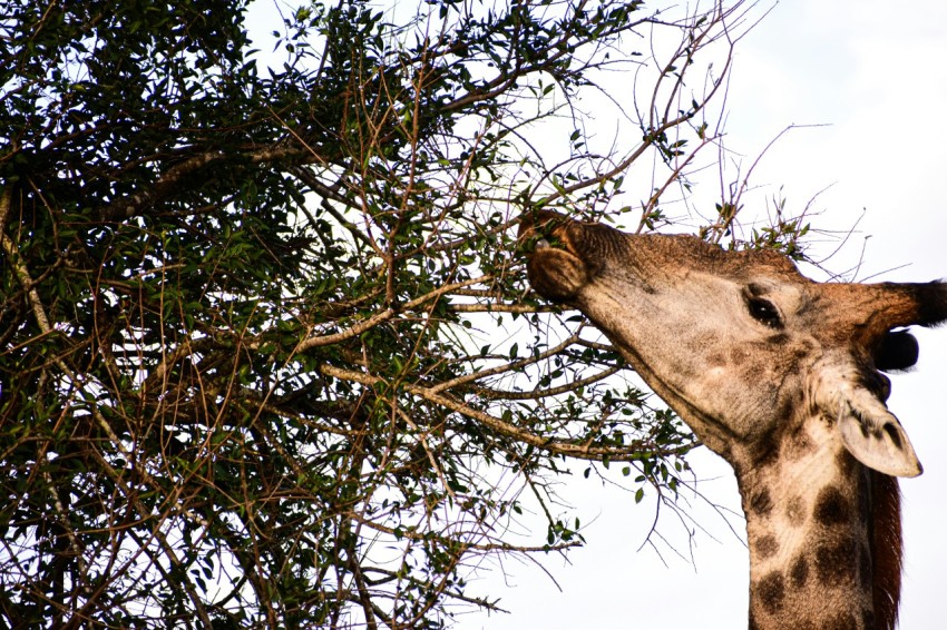 a giraffe eating from a tree